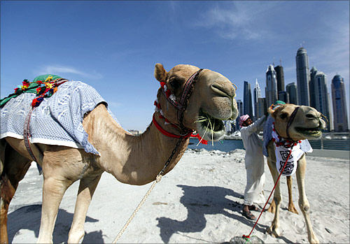 Camels chew on hay as buildings are seen in the background near the Dubai Marina in Dubai.