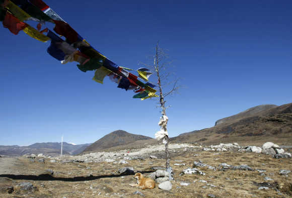 A dog rests on the Indian side of the Indo-China border at Bumla in Arunachal Pradesh.