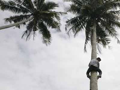 A Kerala youth turns coconut plucking into a hi-tech job