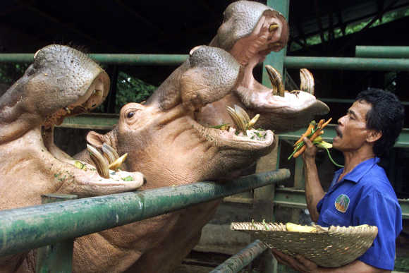 An Indonesian zoo worker feeds three hippos at Ragunan Zoo in Jakarta.