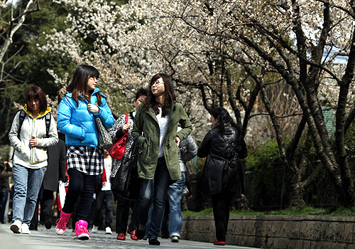 Local residents walk pass blossoming cherry trees at Jing An Park in downtown Shanghai.