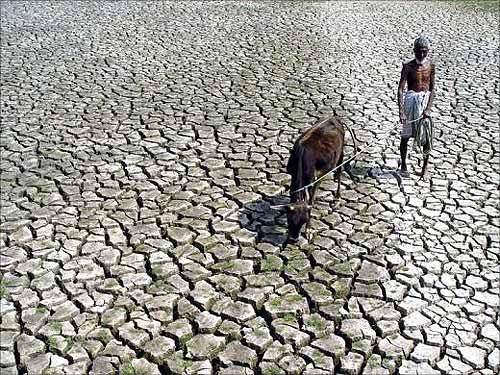 A farmer walks with his hungry cow through a parched paddy field.