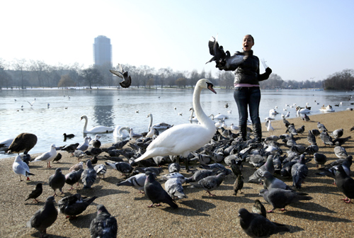 A tourist feeds pigeons by the Serpentine lake in Hyde Park in London.