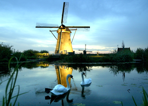 A pair of swans swim in front of a lit up windmill at dusk in Kinderdijk, the Netherlands.