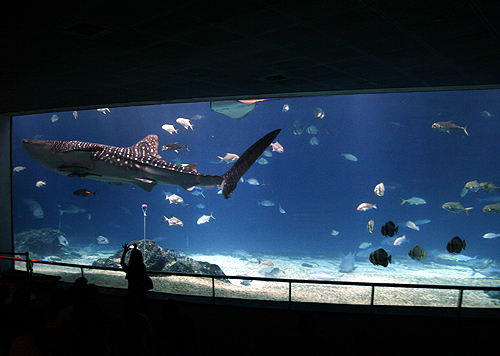 A tourist takes a picture of a whale shark at the National Museum of Marine Biology and Aquarium in Checheng Township, in Pingtung.