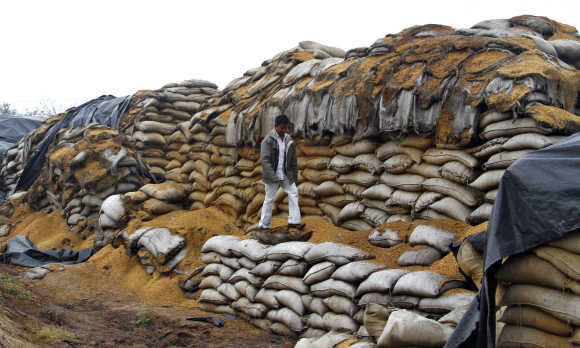 A watchman walks on rotten sacks of a paddy crop at Rano village in Punjab.