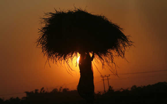 A woman farmer carrying paddy crop is silhouetted against the setting sun on the outskirts of Agartala, Tripura.