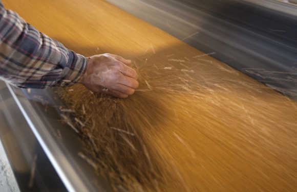 Dan Lizee, operation manager, picks up a handful of wheat at the Alliance Grain Terminal in Vancouver.