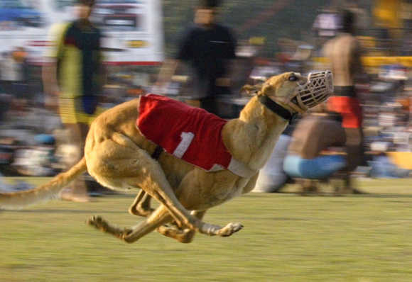 A dog participates in a dog race on the outskirts of Ludhiana.