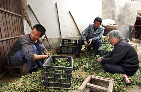 Zhang Junfeng (L), Zhang Shuxiang's older brother, picks vegetables with his relatives at their home in Zhengzhou, Henan province.