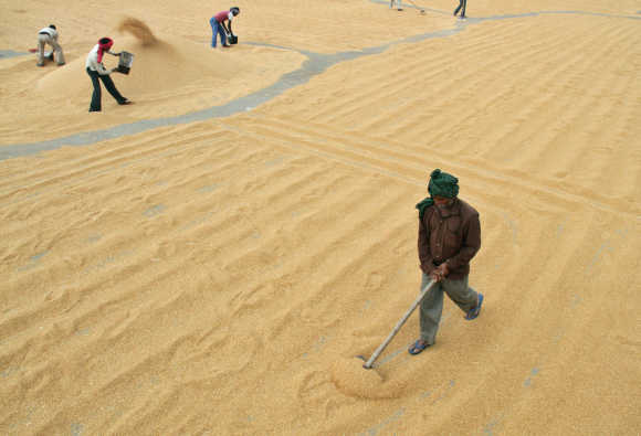 Workers spread wheat to dry at a wholesale grain market in Chandigarh