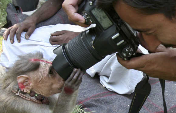 A photographer takes a picture of a monkey near Jammu.