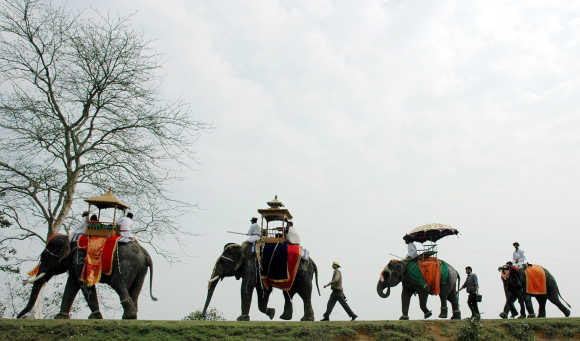 Decorated elephants take part in a procession during an elephant festival at Kaziranga National Park, Assam.