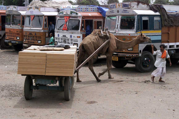 Camel transports goods past parked trucks in Ahmedabad.