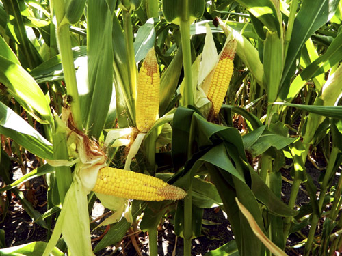 Cobs of drought-damaged corn are pictured near Kewanee, Illinois.