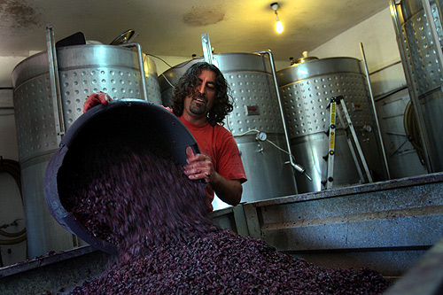 This is how wine is made