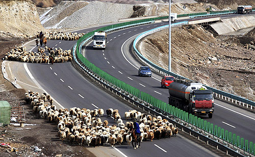 Shepherds lead their flock of sheep along on the Guozigou segment of the Lianyungang-Horgos expressway as vehicles drive past the other side of the expressway.