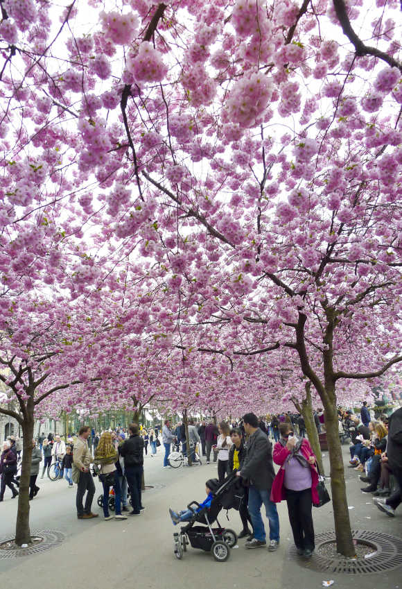 People stroll under pink cherry blossoms in a Stockholm park.