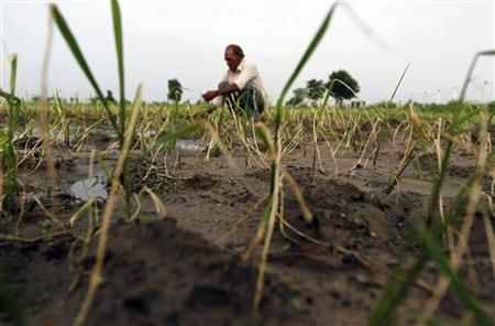 Despite improving monsoon, worry continues for most crops