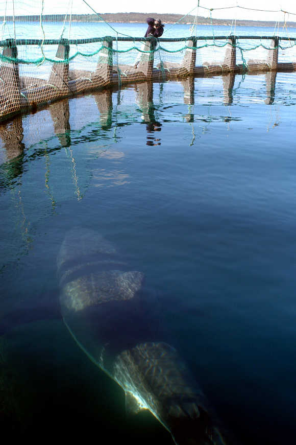 A four-metre 700 kilogram Great White shark swims inside a tuna research pen near Adelaide.
