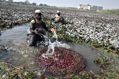A labourer waters water chestnuts after he collected them from a pond in Motte Majra village in Punjab.