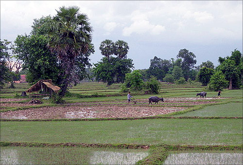 Ricefield on Don Det, Laos.