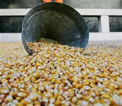 Genetically modified maize seeds made by US biotech giant Mosanto