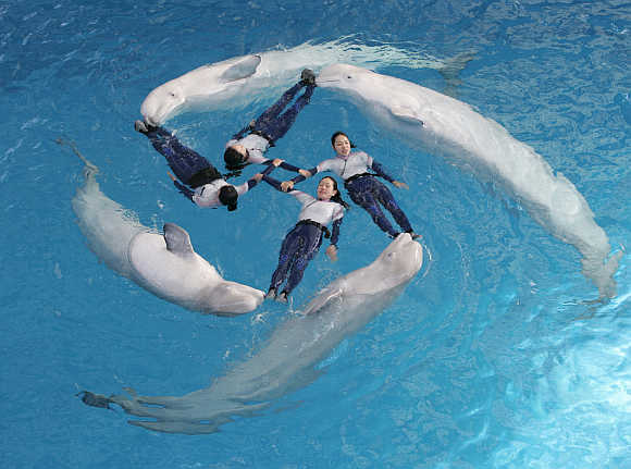 Trainers perform with four white dolphins at Yokohama Hakkeijima Sea Paradise.