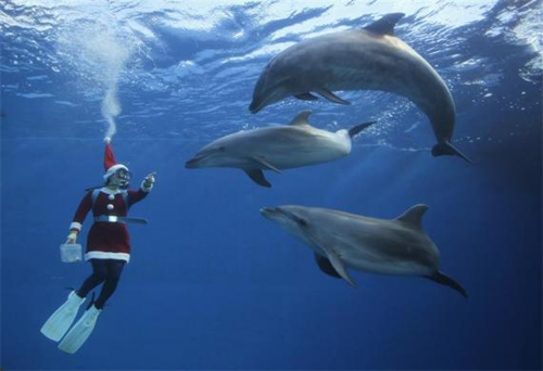 A diver dressed as Santa Claus swims with dolphins at Hakkeijima Sea Paradise in Yokohama, south of Tokyo.