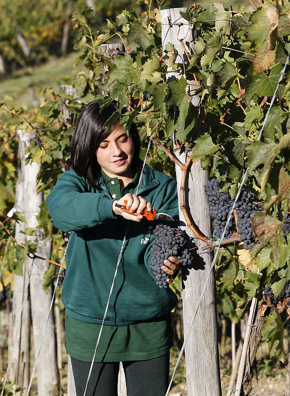 A worker harvests grapes in a vineyard at the Nipozzano castle, Italy.