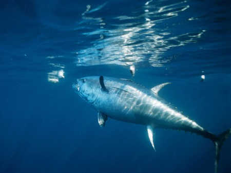 593-pound bluefin tuna.