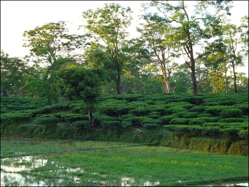 A tea garden in Assam.