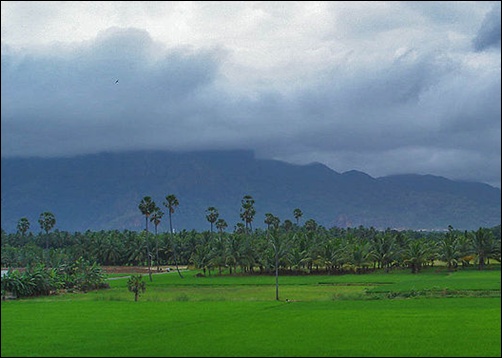Paddy field in Nagercoil.