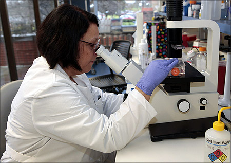 Aastrom Biosciences Research Associate Judith Schmitt views harvested ixmyelocel-T product through a microscope in the laboratory.