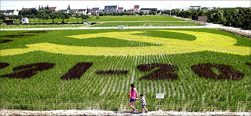 The local government grow a dyed paddy field in shape of a giant communist emblem, to celebrate the 90th anniversary of China's Communist Party.