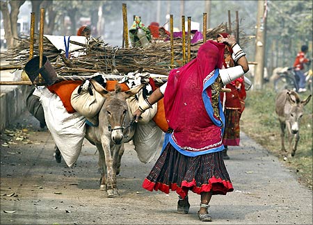 A veiled nomadic woman from the desert Indian state of Rajasthan walks near a donkey carrying her belongings in Noida on the outskirts of New Delhi.