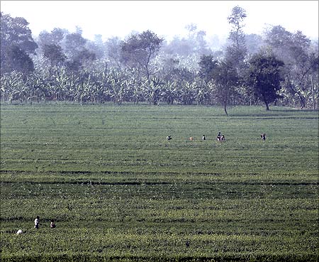 Farmers work in a paddy field on the outskirts of Patna.