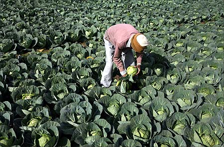 A farmer works in his vegetable field in Jammu.