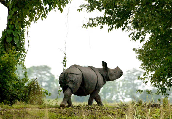 A one-horned rhinoceros walks in Kaziranga National Park in Assam.