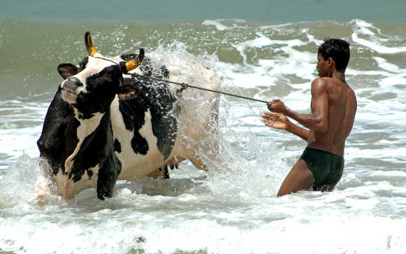Boy bathes a cow at Marina beach in Chennai.