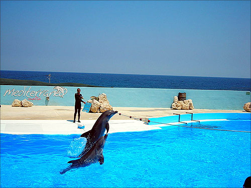 Dolphin show at Mediterraneo Marine Park, Malta.