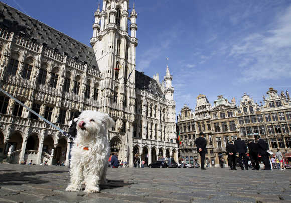 A dog stands on Brussels' Grand Place.