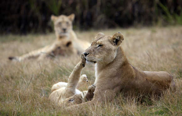 A lioness plays with her cub at the Lions Park near Johannesburg.