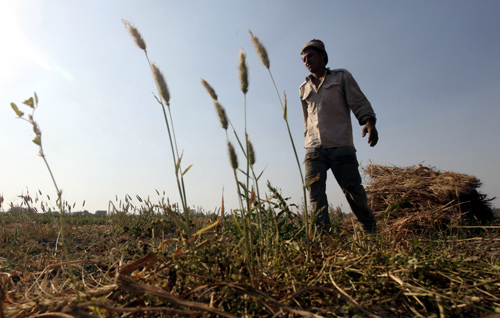 Wael Abo El Saoud, a 25 year-old farmer, harvests wheat on Miet Radie farm El-Kalubia governorate, about 60 km (37 miles) northeast of Cairo.