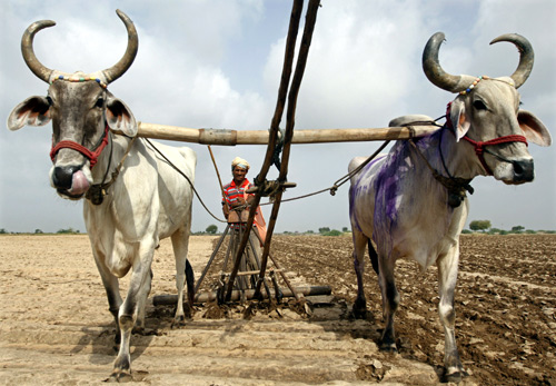 A farmer ploughs his field to sow millet seeds against the backdrop of pre-monsoon clouds at Shapur village in Gujarat.