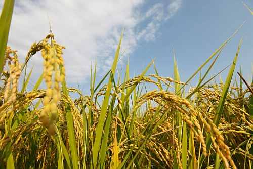 Par Panel for rice at Rs 3, wheat at Rs 2 to all
