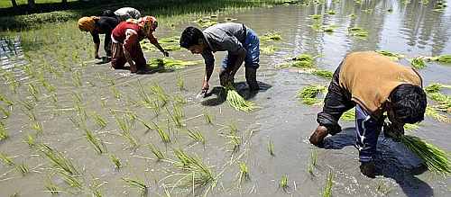 Par Panel for rice at Rs 3, wheat at Rs 2 to all