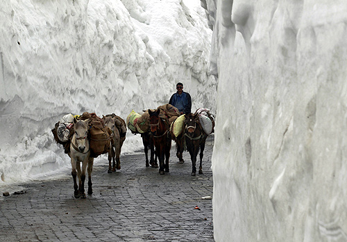 A man guides donkeys through a mountainous road covered by snow on the Srinagar-Leh highway.