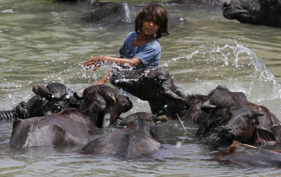 A girl bathes her buffaloes in a canal at Sabota village in Uttar Pradesh.