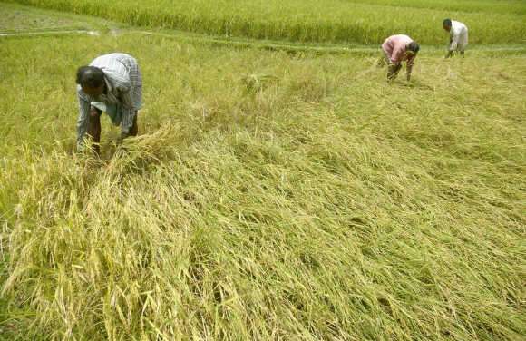 Farmers harvest paddy crops at Katlamura village, about 35km west of Agartala.
